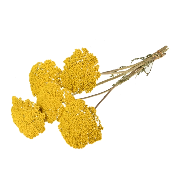 Achillea Parker Large 5pc Natural Yellow