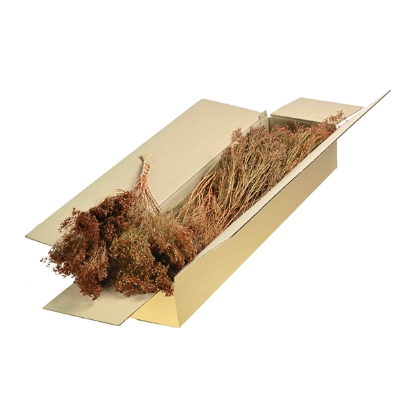 Broom Bloom Bunch Sb Teak