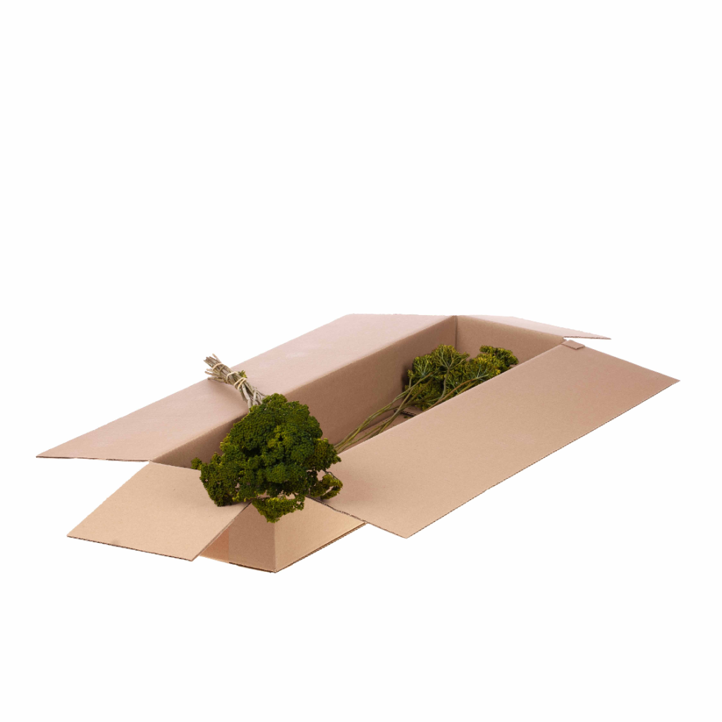 Achillea parker SB green