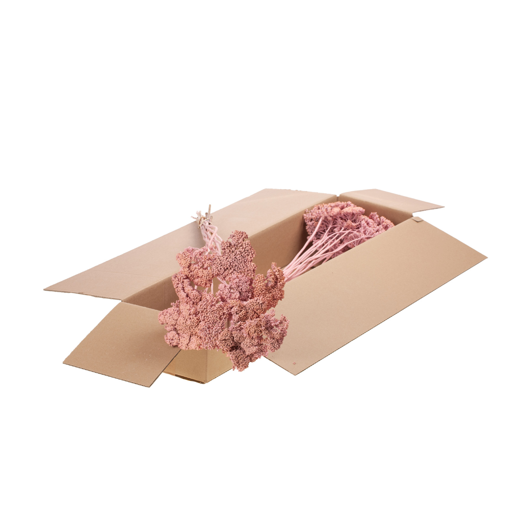 Achillea parker SB pink misty