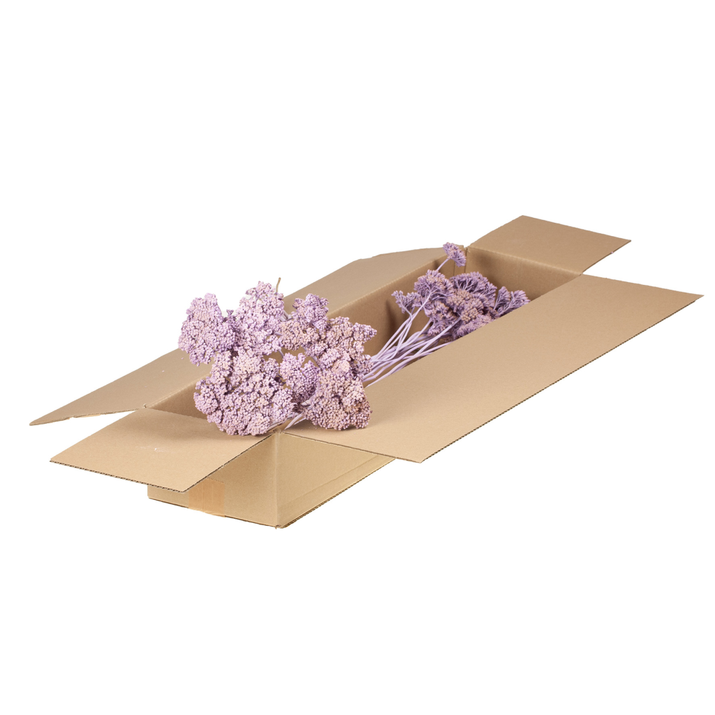 Achillea parker SB lilac misty