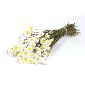 Acroclinium natural white